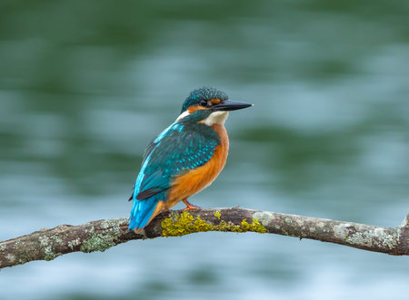 A kingfisher sits on a branch overgrown with moss and lichenの写真素材