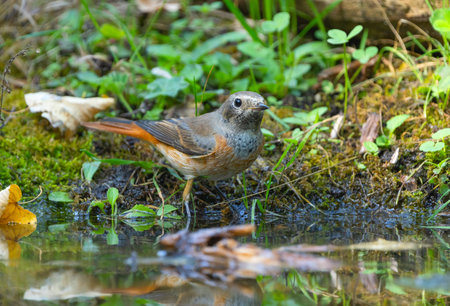Redstart songbird with vivid plumage in natural habitat