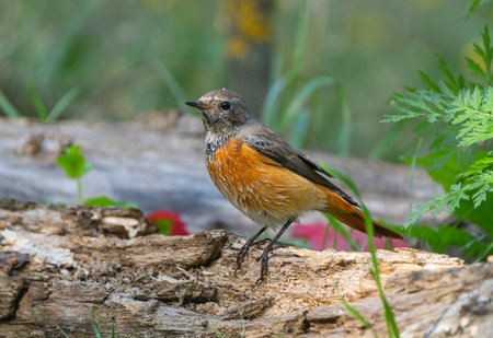 Male redstart perched on fallen tree against green grass backgroundの写真素材