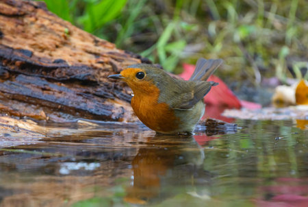 A robin stands in shallow water at the forest edge, reflected in the mirror-like surface