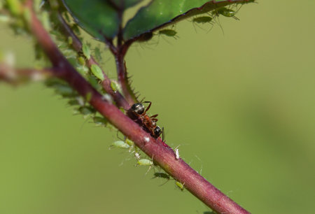 Insect on growing shootの写真素材