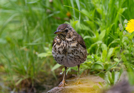 Thrush standing among spring grass near waterの写真素材
