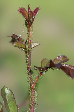 Aphid infestation on a young rose shootの写真素材
