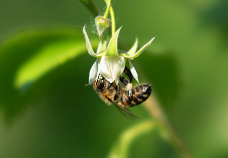 Pollination: bee on a raspberry flowerの写真素材