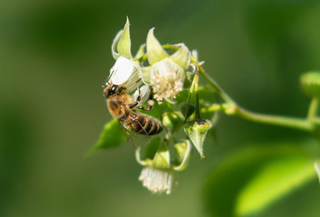 Macro shot of a bee collecting nectar from a flower