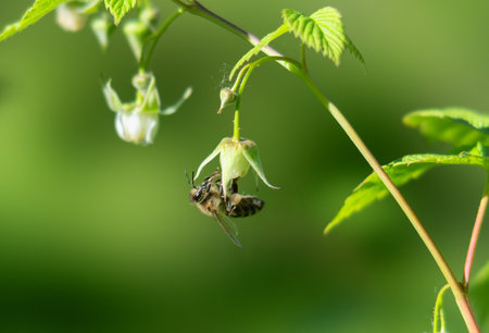 Bee pollinating a flower with green backgroundの写真素材