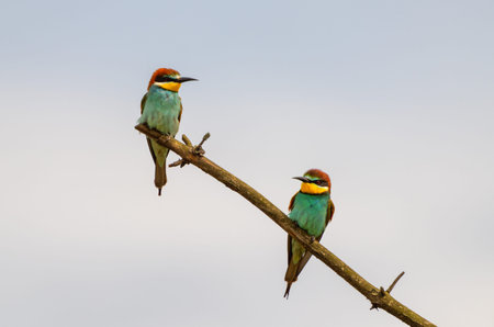 Two colorful bee-eaters perched on a branch against the sky