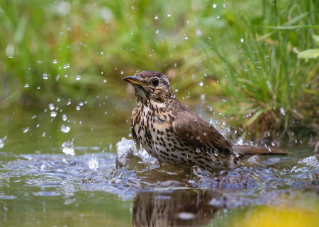 Song thrush bathing in waterの写真素材