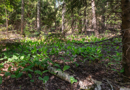 Young lily of the valley sprouts among coniferous treesの写真素材
