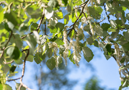 Flowering poplar tree with cats against a blue skyの写真素材