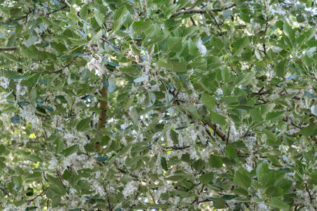 Poplar branches with fluffy catkins in springの写真素材
