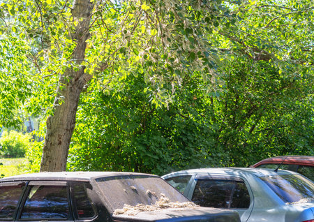 Parked cars under a tree covered with poplar fluffの写真素材