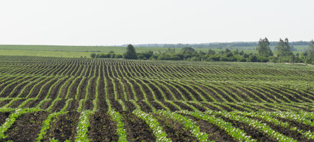 Neat rows of young seedlings on plowed black soilの写真素材