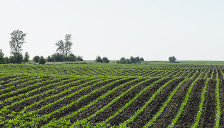Young plants growing in rows on a farm fieldの写真素材