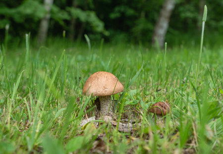 Leccinum mushroom on a forest clearing among green grassの写真素材