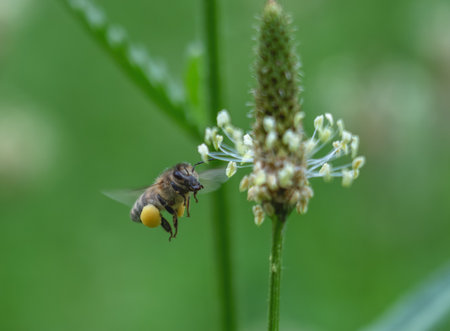 Bee in flight near a plantain flowerの写真素材