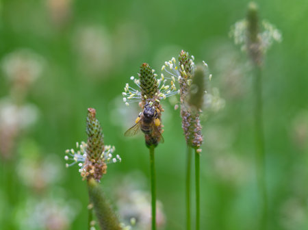 Bee collecting pollen on field grassesの写真素材
