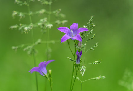 Focus on bellflower in grassの写真素材