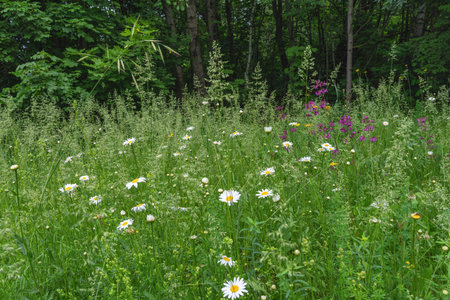 Natural landscape with blooming grassの写真素材