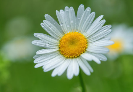 Close-up of a daisy with dew drops on the petalsの写真素材