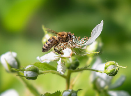 Honeybee on a flower with blurred backgroundの写真素材
