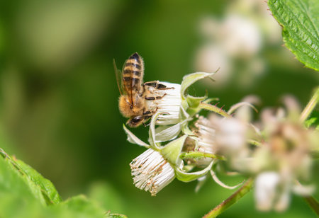 Natural plant pollination by a beeの写真素材