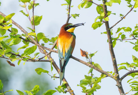 Multicolored bee-eater resting on a branchの写真素材