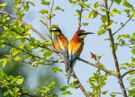 A pair of bee-eaters sit on a branch back-to-backの写真素材