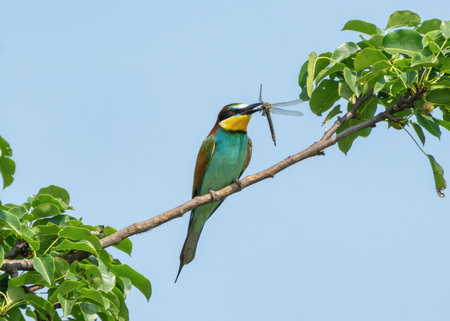 Bee-eater perched on a branch with a dragonfly in its beakの写真素材