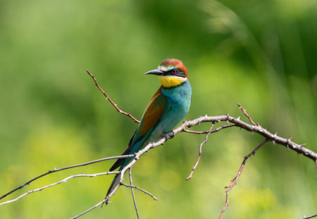 Sharp bee-eater in focus with soft bokeh backgroundの写真素材