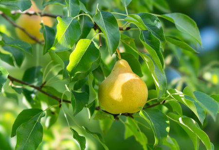 Juicy pear hanging on a branch on a sunny dayの写真素材