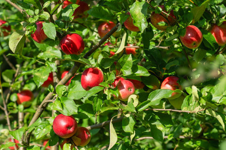 Apple tree branches covered with red applesの写真素材
