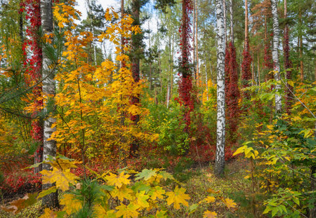 Bright autumn landscape with birches and vinesの写真素材