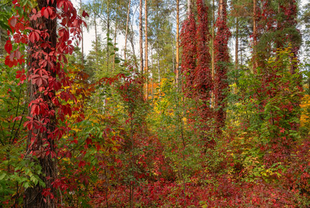 Autumn forest with wild grape vines climbing tree trunksの写真素材