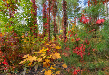 Natural autumn landscape with red and golden colorsの写真素材