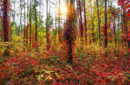 Warm sunlight in an autumn forest with bright leavesの写真素材