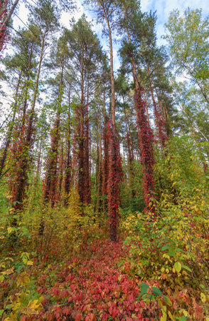 Tall trees entwined with red vines in an autumn forestの写真素材