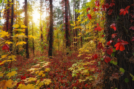 Golden autumn in the forest, sunlight through the foliageの写真素材