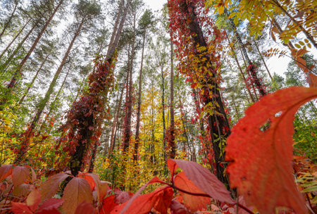 Red vines on tall pine trees in a sunny autumn forestの写真素材