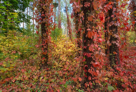 Wild grape with bright leaves climbing trees in fallの写真素材