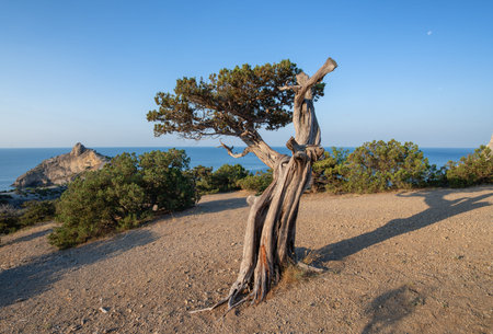 Ancient juniper with sea and rock backdrop â€” a characteristic Crimean landscape
