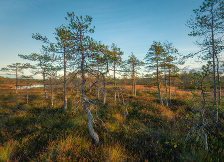 Peat bog landscape with curved, moss-covered pine trunks and low-growing vegetation, bathed in warm...
