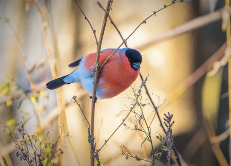 Bullfinch feeding among dry plants on a frosty morningの写真素材