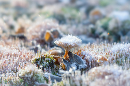 Delicate frost crystals on a tiny mushroom in a mossy forestの写真素材