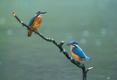 Two common kingfishers perched on a branch over waterの写真素材