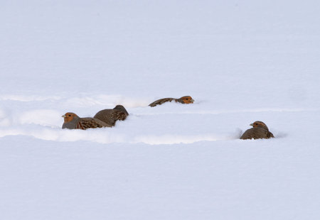 Grey partridges in deep snow