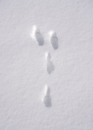Hare tracks in fresh snow, close up