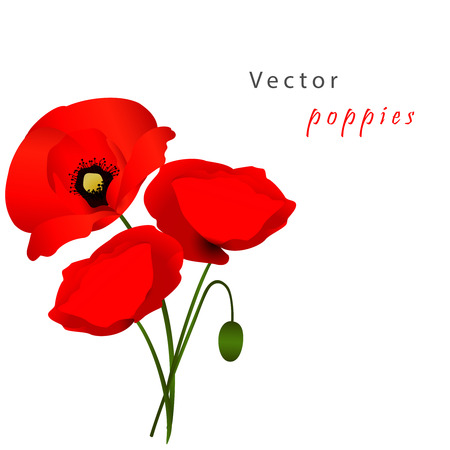 Vector white background with red flowers poppiesのイラスト素材
