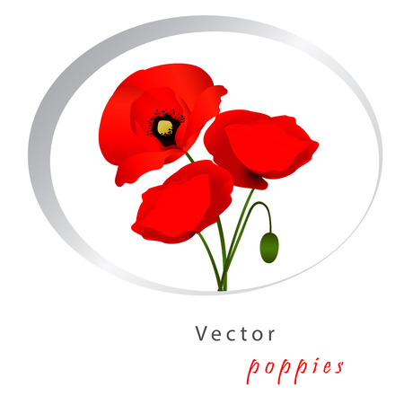 Vector white background with red flowers poppiesのイラスト素材