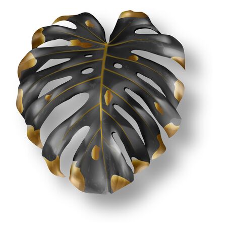Tropical black and gold monstera leaf on white background vector. Beautiful botanical isolated design element, tropic jungle palm plant, exotic philodendron leafのイラスト素材